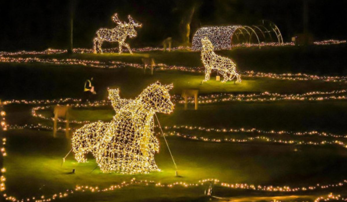 Adventure Lights Experience - Louth