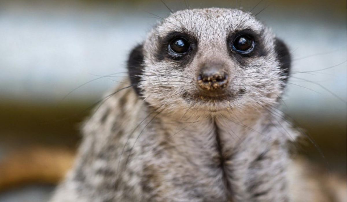 Secret Valley Wildlife Park – Wexford