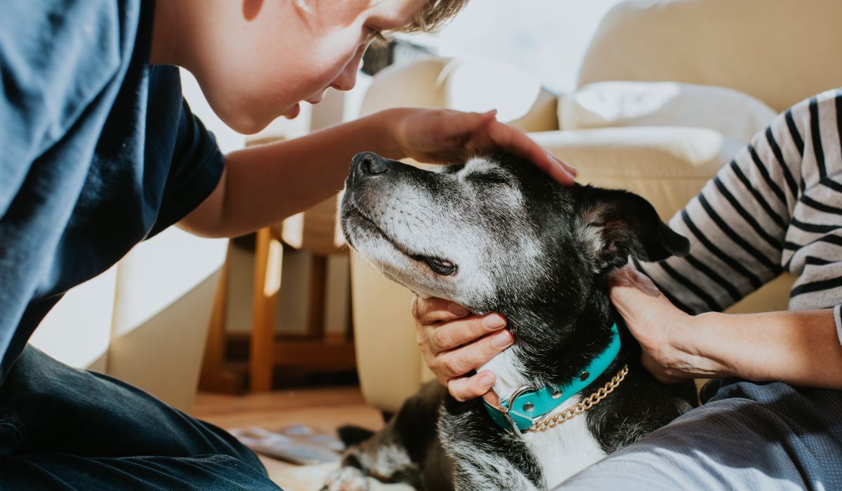 Little boy petting dog