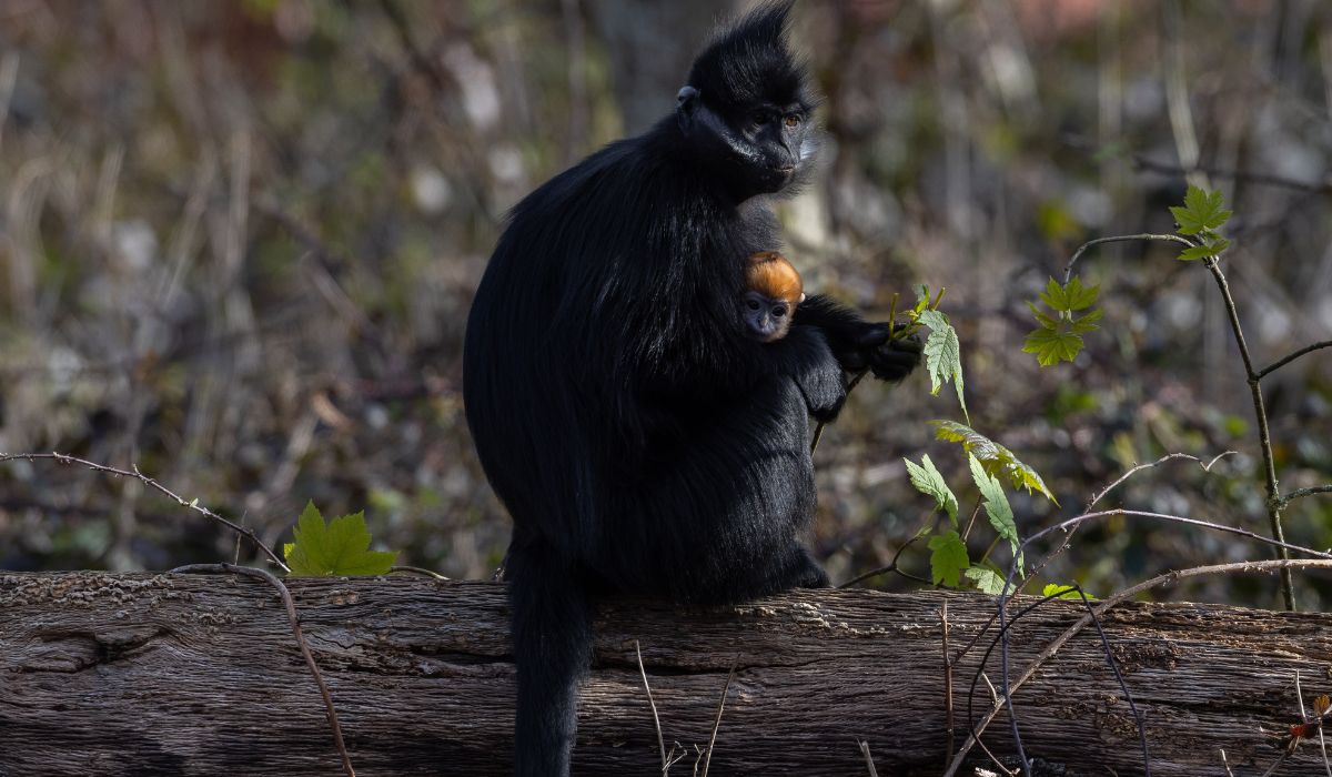 Second Endangered François' Langur Born at Fota Wildlife Park on St. Brigids Day.
