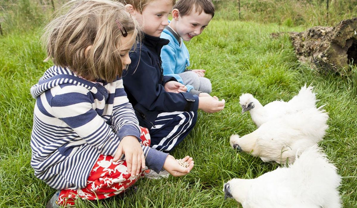 Kids with chickens