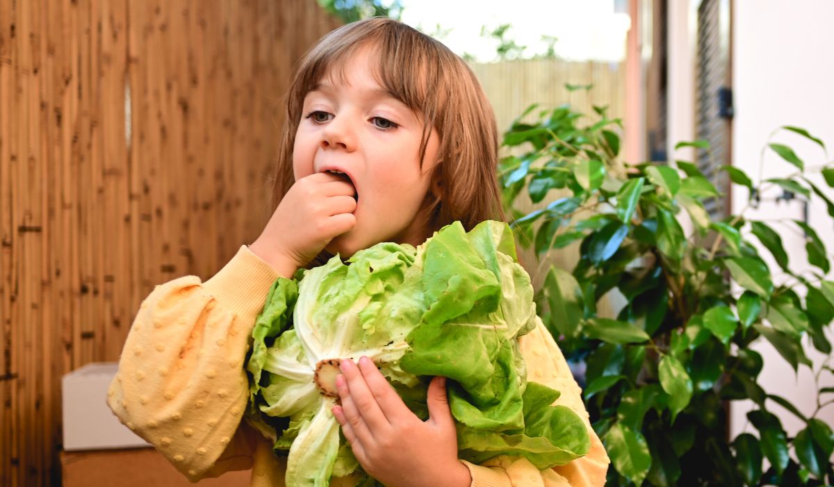 Little girl eating lettuce