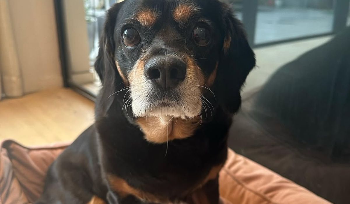 Vogue Williams' dog Winston