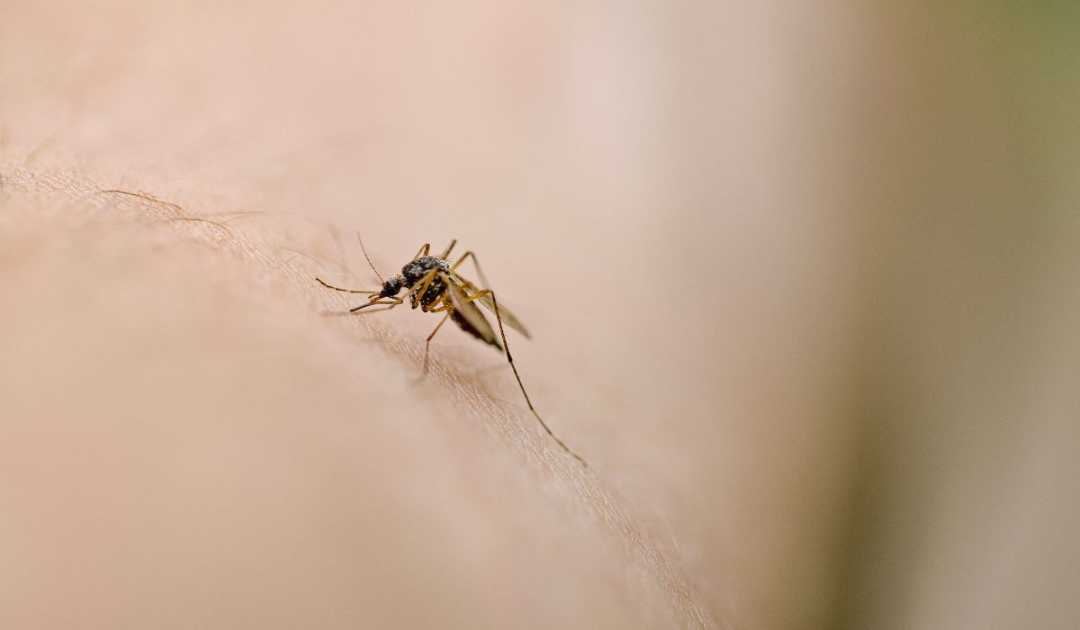 Biting mosquito
