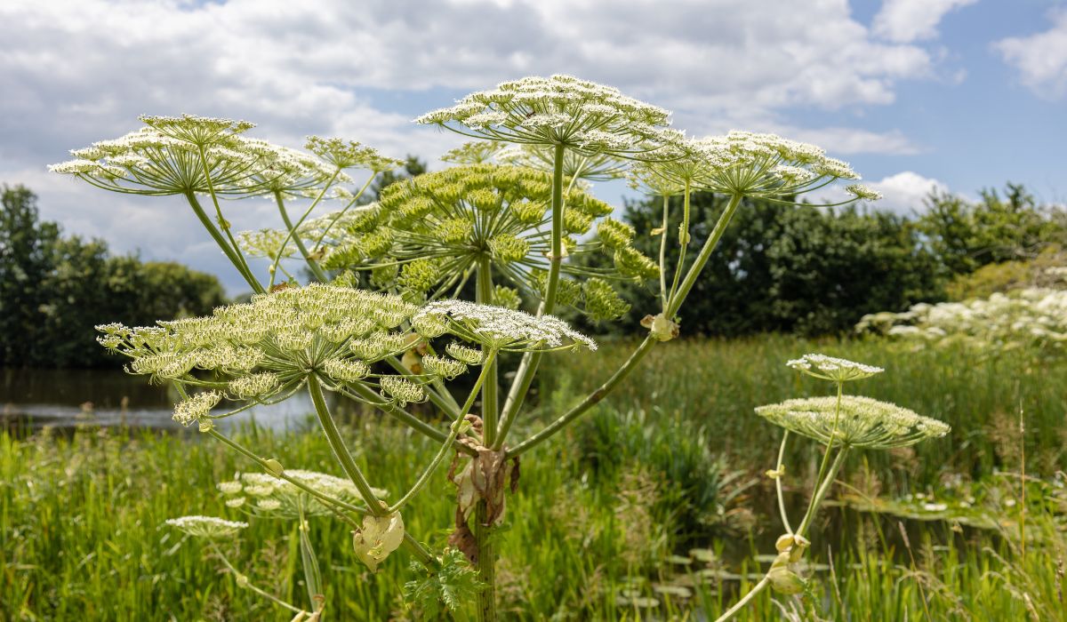 Giant Hogweed