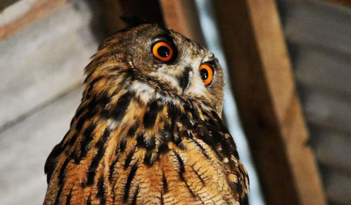 Owl