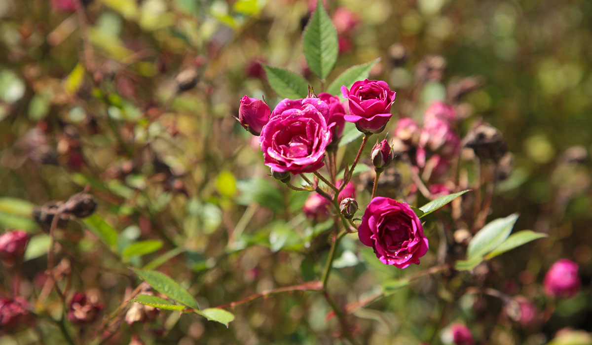 Roses in the garden in the St Annes Park. Pic: Shutterstock