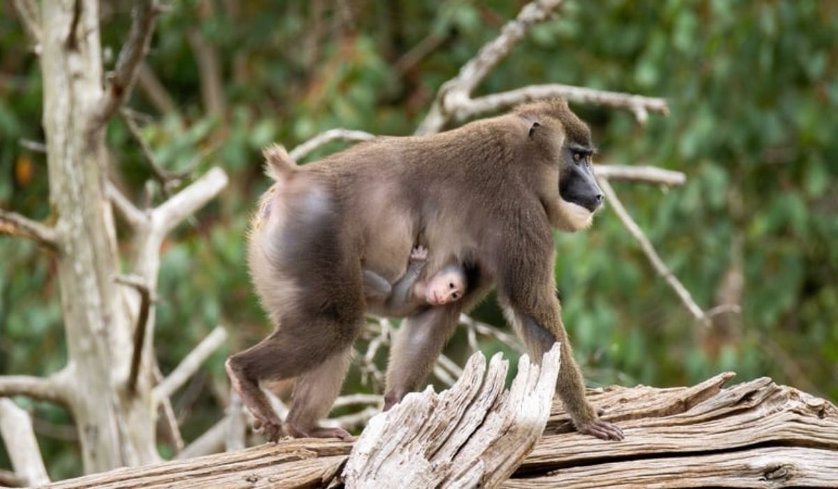 Drill Monkey