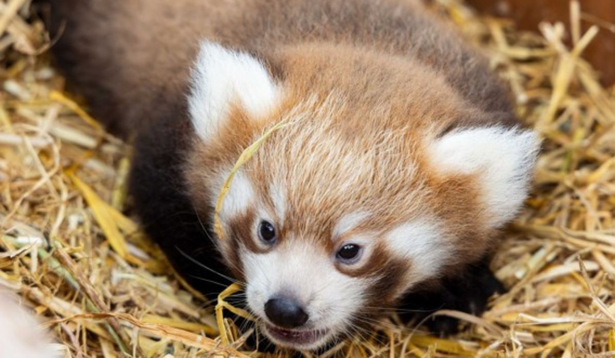 panda cub at Fota Wildlife Park