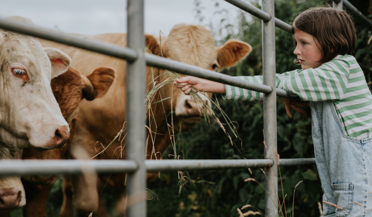 Young girl feeding a cow