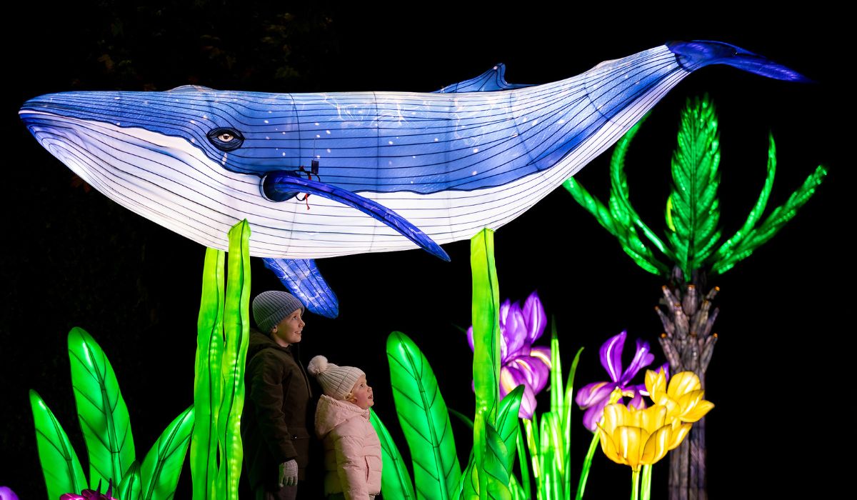 Wild Lights at Dublin Zoo