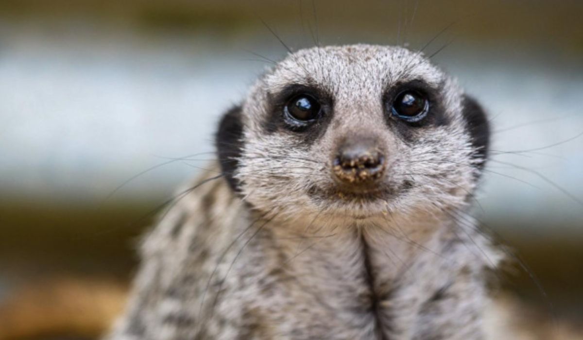 Secret Valley Wildlife Park – Wexford. Pic: Supplied