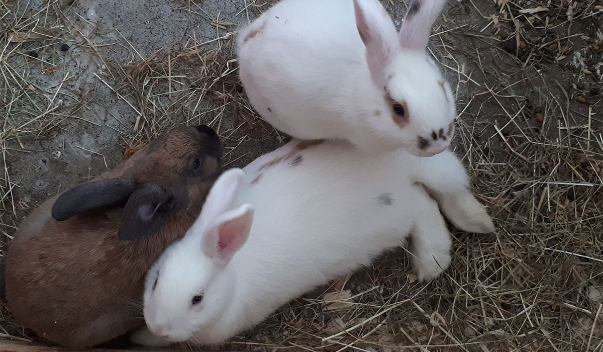 Tearaways Pet Farm & Activity Centre, Pic: tearaways.ie