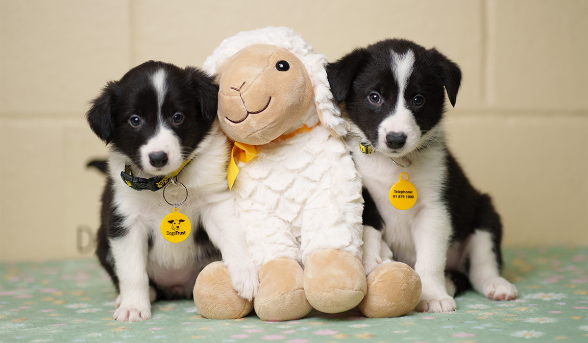 Eight-week-old Collie cross puppies Sue and Bella, pictured at Dogs Trust Ireland. With Easter approaching, the charity is urging owners to keep dogs safe by avoiding hazards such as chocolate, hot cross buns and daffodils, all of which are toxic to our furry friends. Pic: Fran Veale
