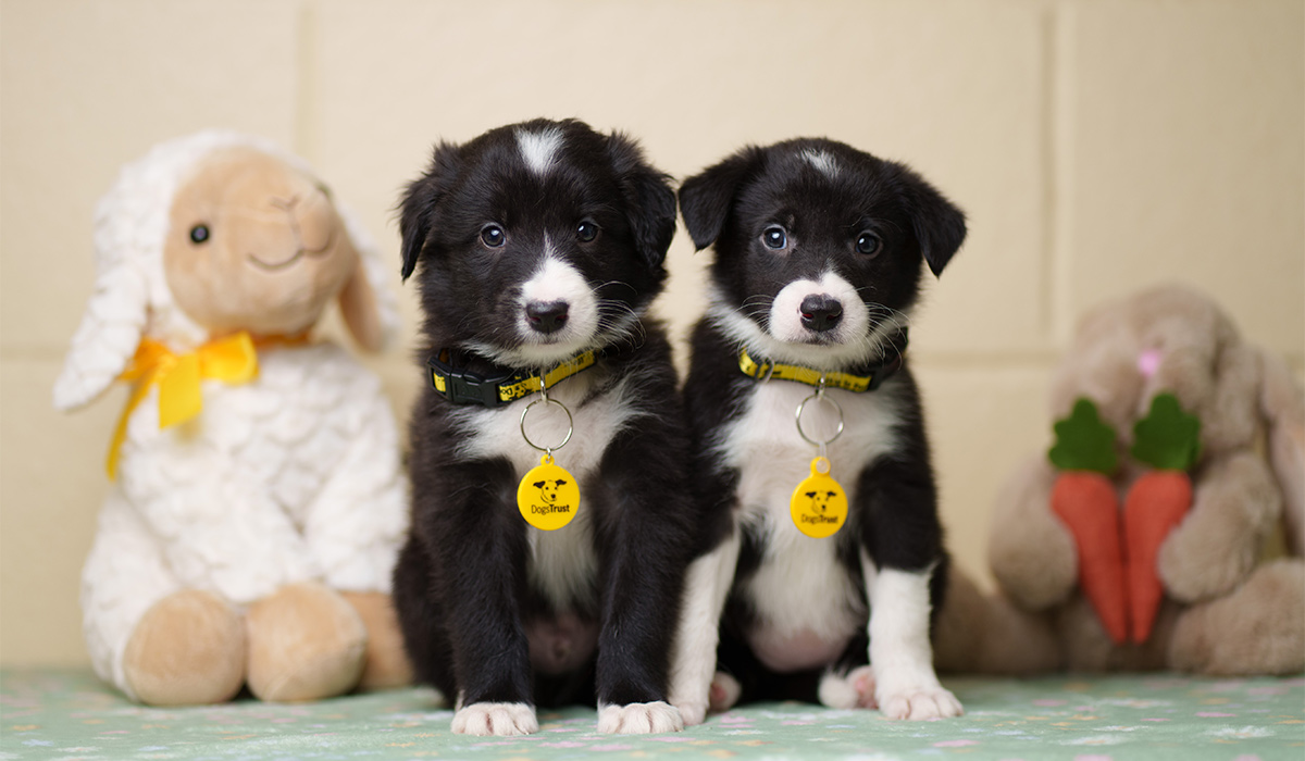 Eight-week-old Collie cross puppies Charlie and Lola, pictured at Dogs Trust Ireland. Pic: Fran Veale