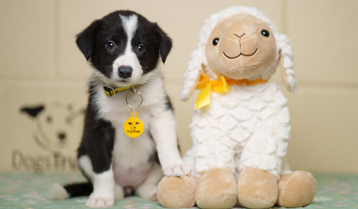 Eight-week-old Collie cross puppy Coco, pictured at Dogs Trust Ireland. Pic: Fran Veale