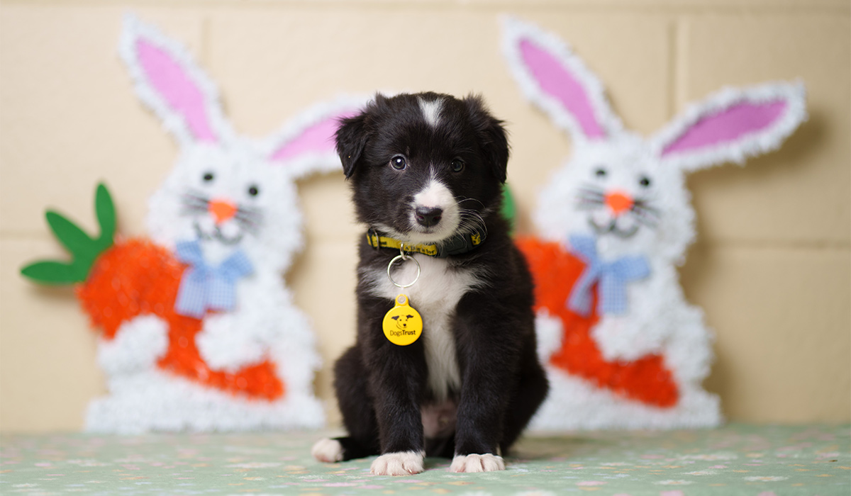 Eight-week-old Collie cross puppy Charlie, pictured at Dogs Trust Ireland. Pic: Fran Veale