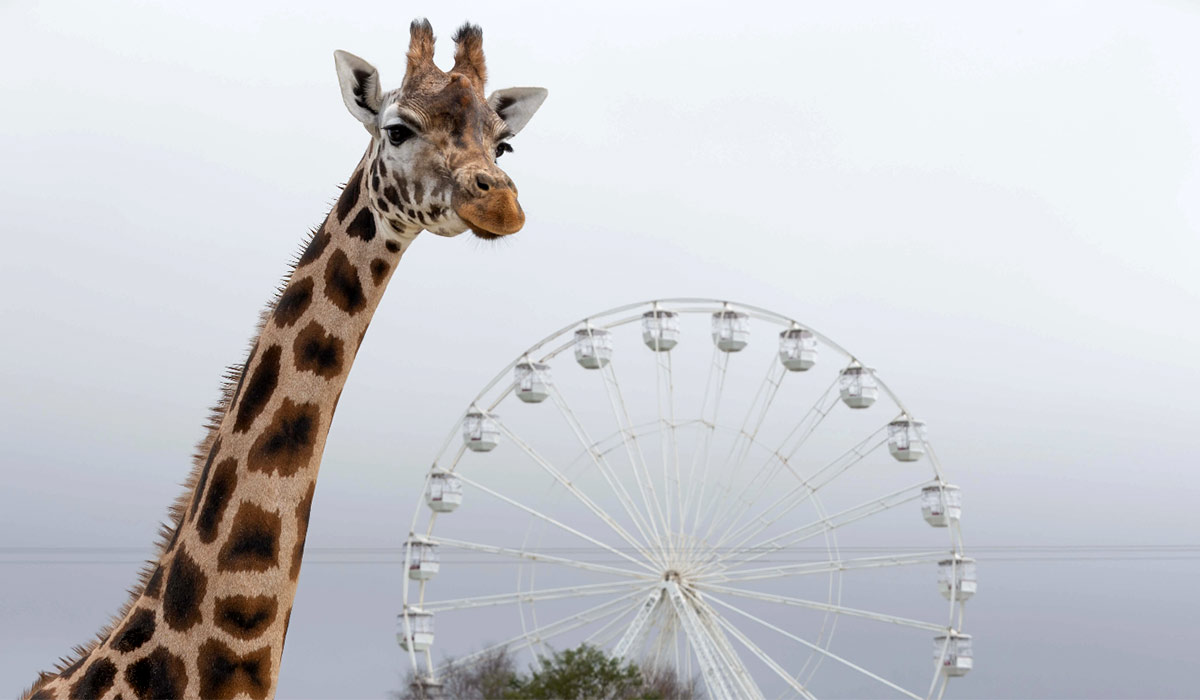 Easter at Fota Wildlife Park. Pic: www.fotawildlife.ie