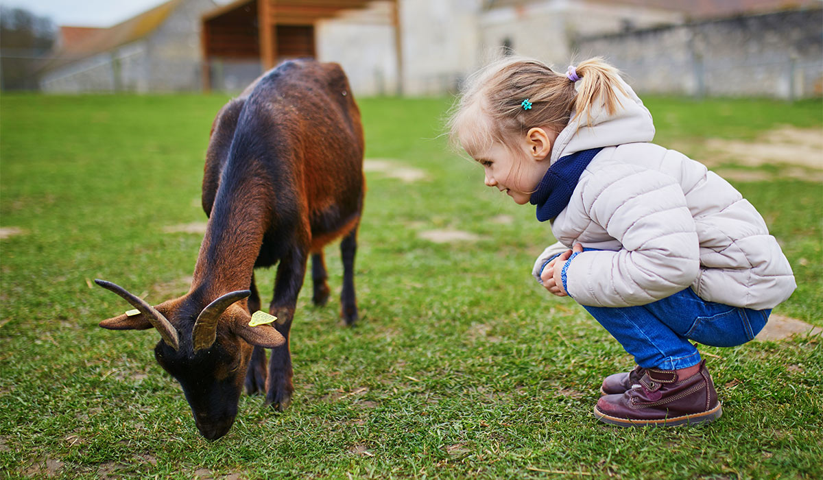 Adorable little girl playing with goats and sheep at farm. Child familiarizing herself with animals. Farming and gardening for small children. Outdoor activities for kids; Shutterstock ID 2212596009; purchase_order: -; job: -; client: -; other: