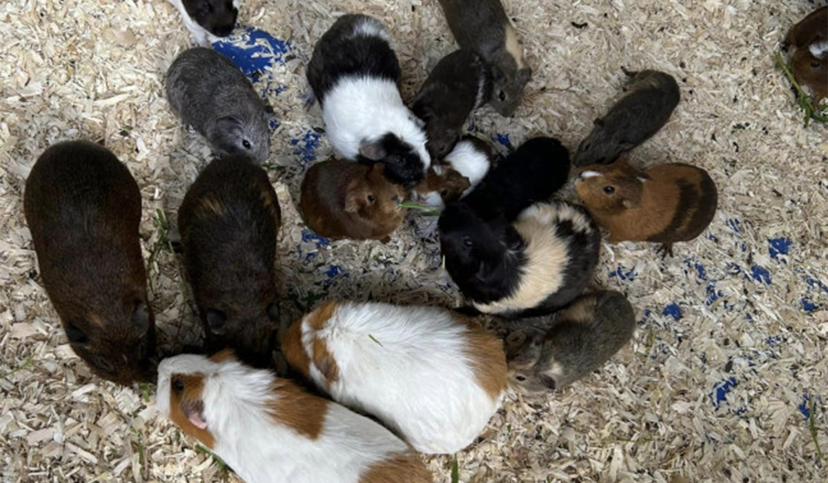 Marlhill Open Farm. Pic: Instagram
