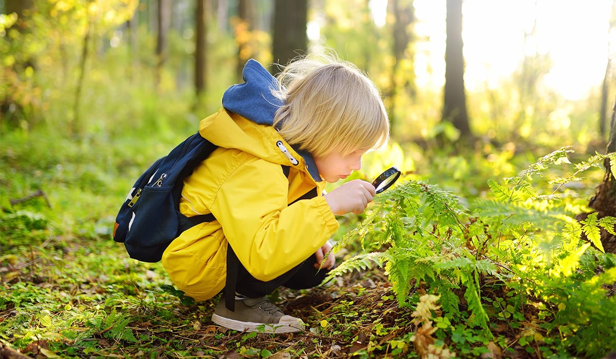 Preschooler boy is exploring nature with magnifying glass. Little child is looking on leaf of fern with magnifier. Summer vacation for inquisitive kids in forest. Hiking. Boy-scout; Shutterstock ID 2195510377; purchase_order: -; job: -; client: -; other: