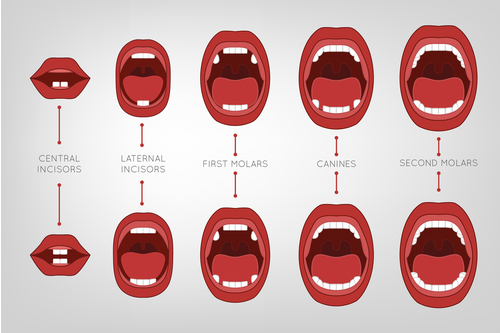 How To Care For Your Baby When She’s Teething new teeth
